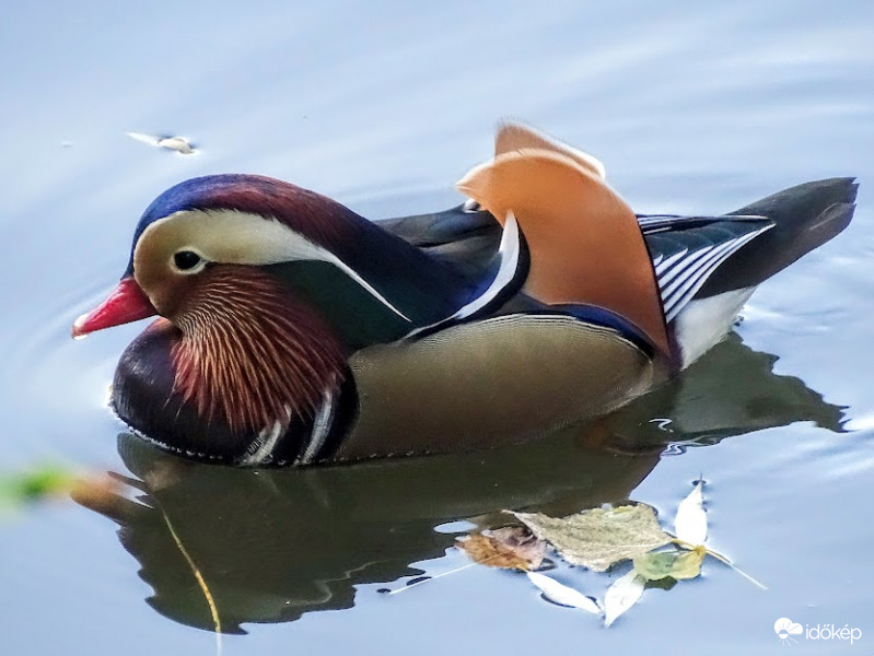 Mandarinréce.