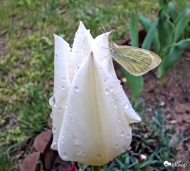 A tulipán fogságában.