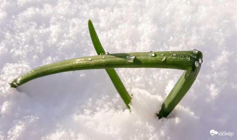 Hagyma  a hóban.
