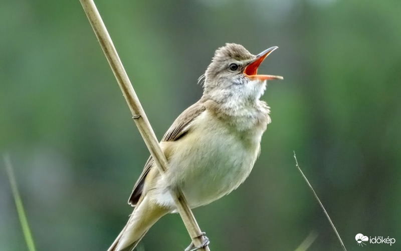 Cserregő nádiposzáta. (?)