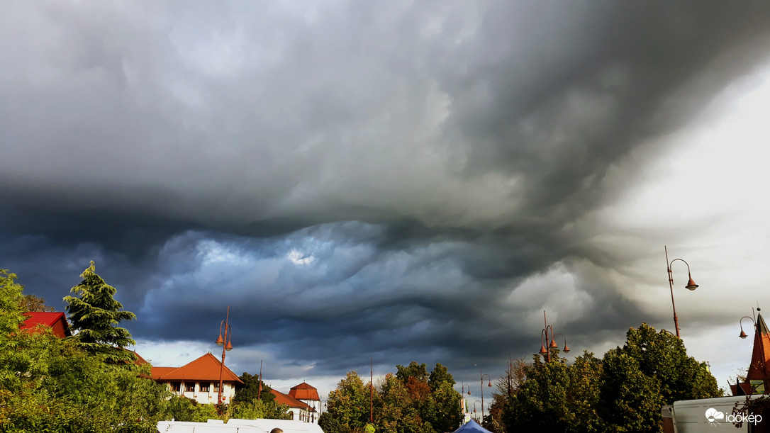 Asperatus undulatus