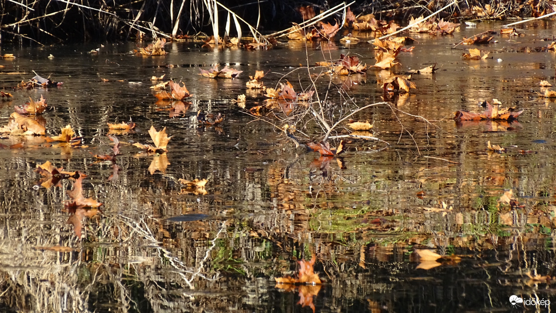 Csúszkáló falevelek.