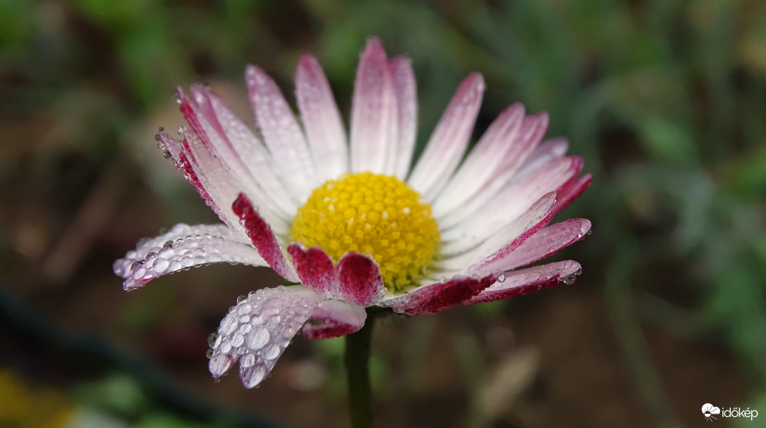 Százszorszép reggele.