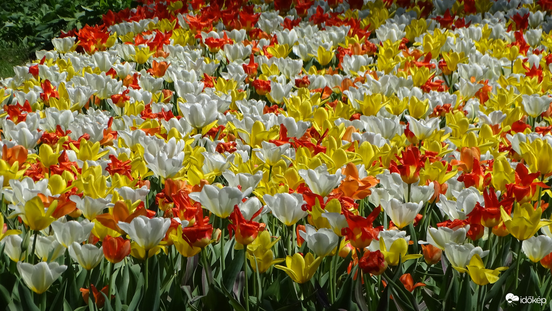 Tulipánmánia