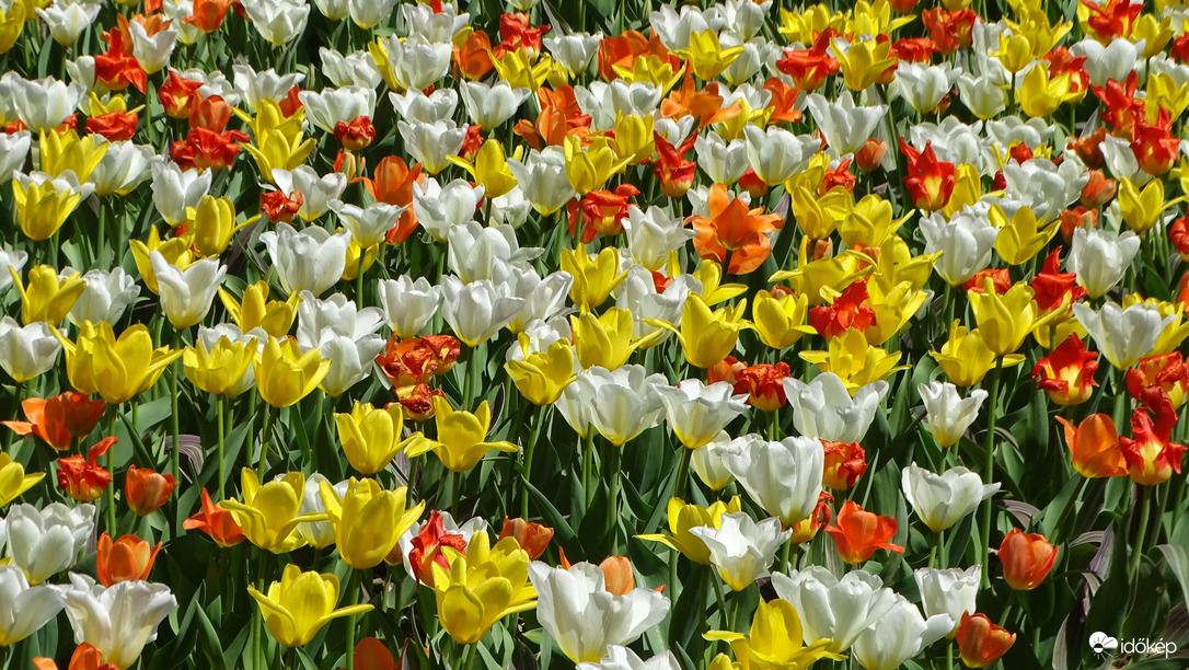 Tulipánmánia