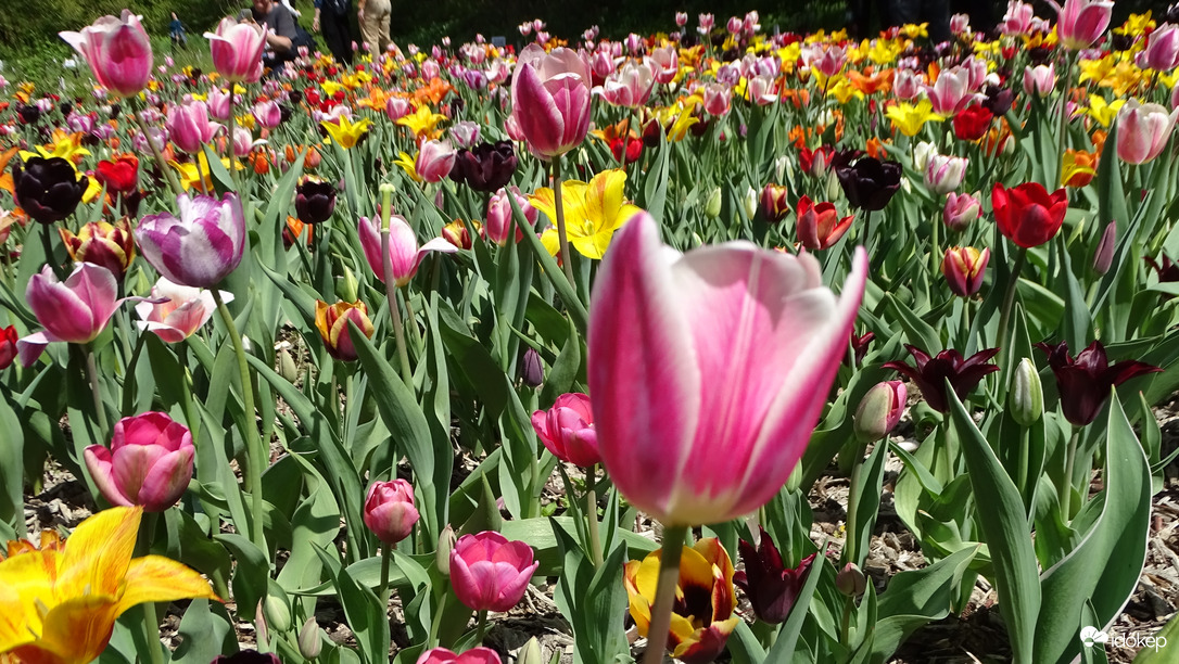 Tulipánmánia
