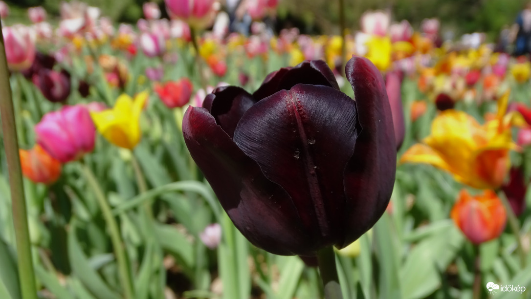Tulipánmánia