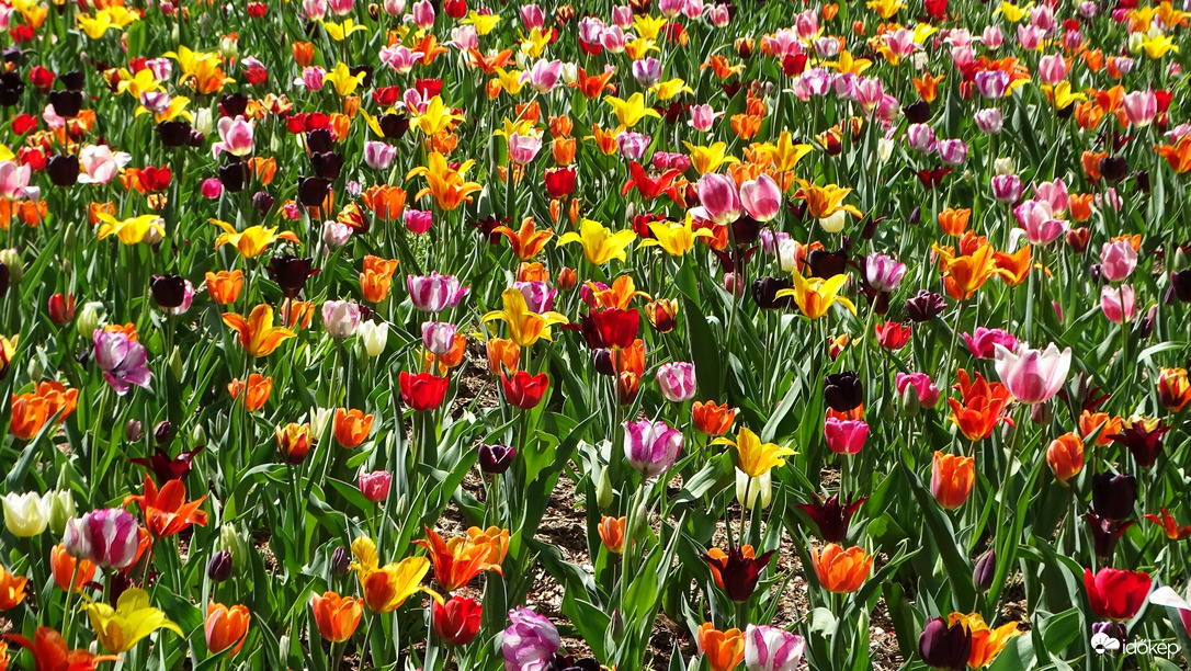 Tulipánmánia