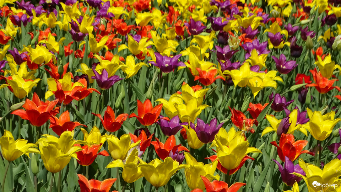 Tulipánmánia