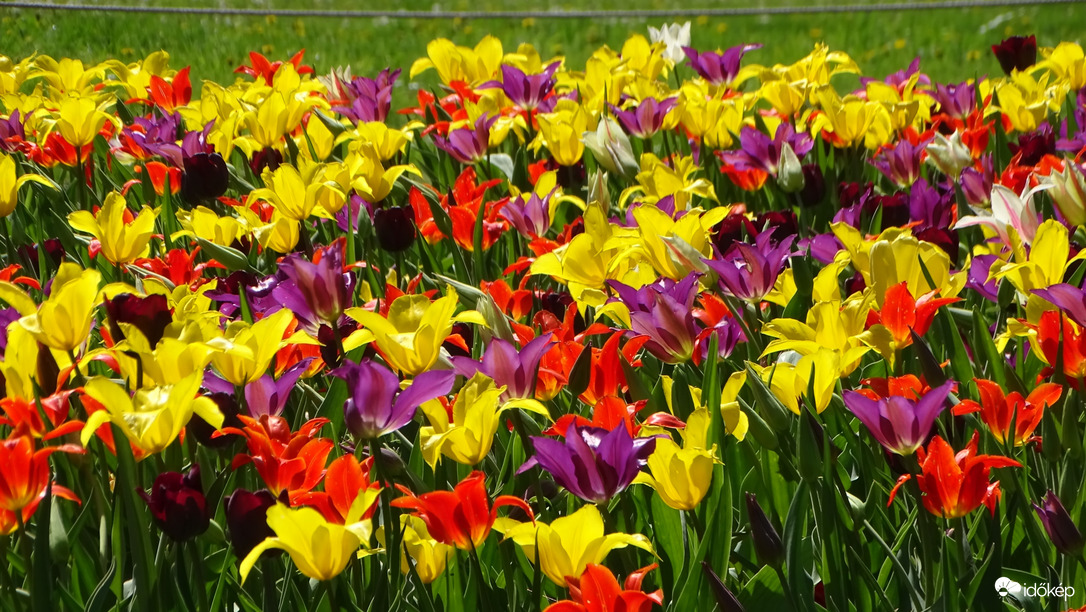 Tulipánmánia