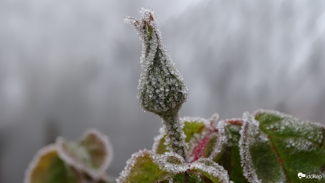 Ködben, zúzmarában.