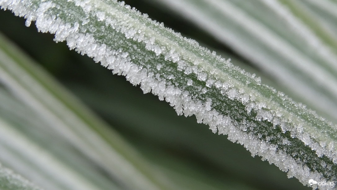 Ködben, zúzmarában.