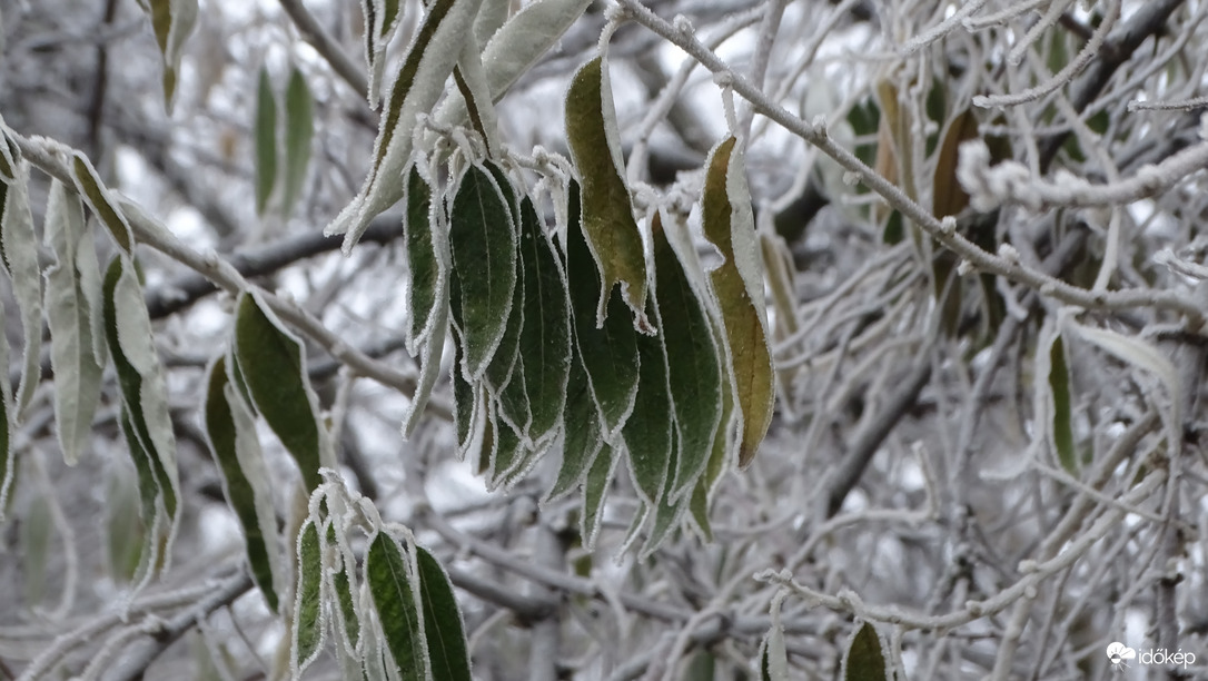 Ködben, zúzmarában.