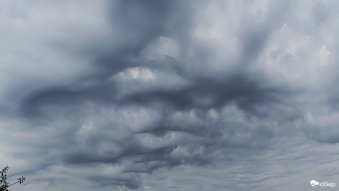 Undulatus asperatus