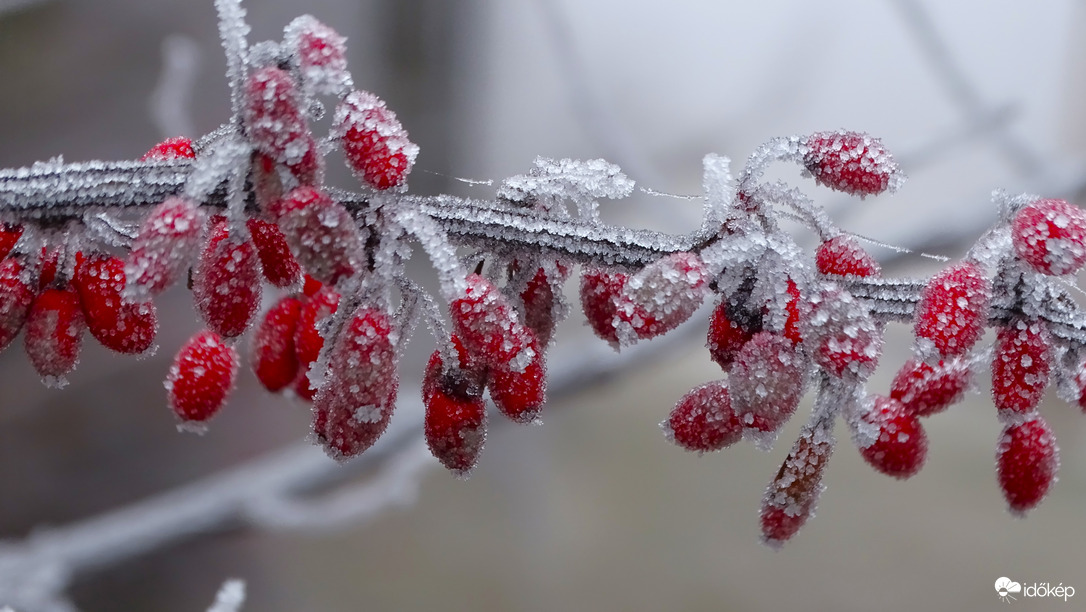 Ködben, zúzmarában.