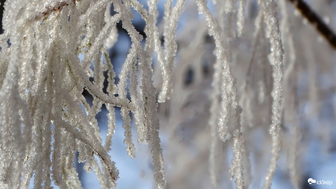 Csodás tamariskám.