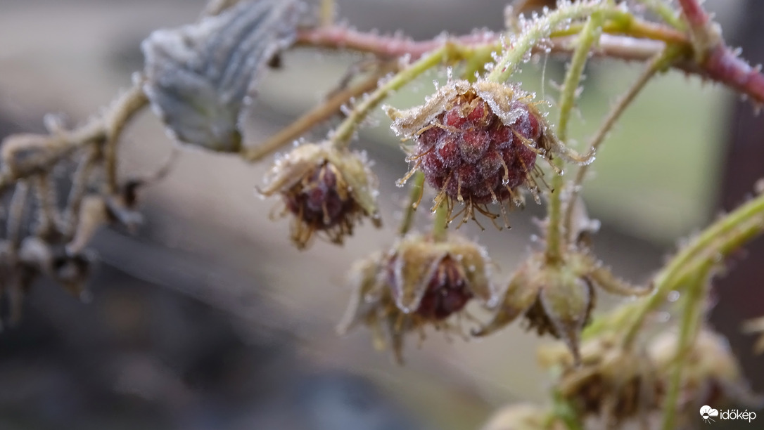 Reggel a málnásban