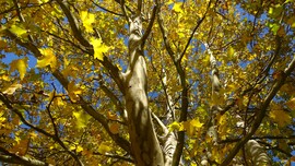 Veresegyház, Ivacsi-tó.