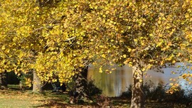 Veresegyház, Ivacsi-tó,