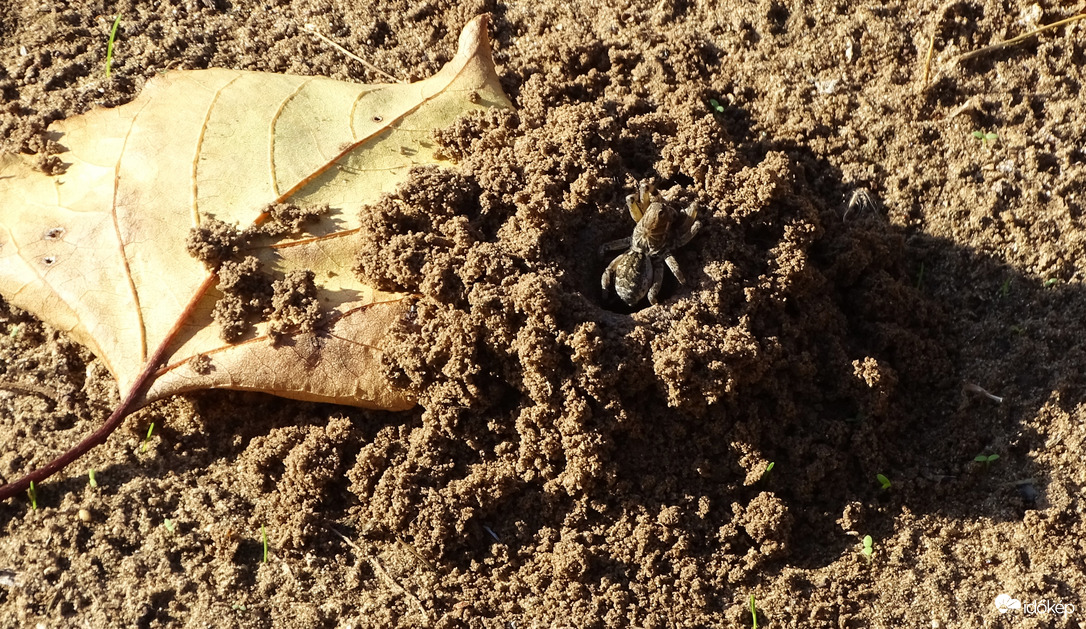 "Az én házam az én váram."