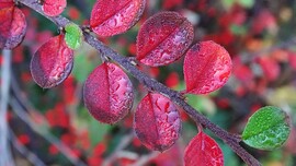 Madárbirs harmatosan.