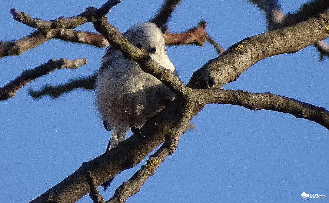 Szellem a diófán! :D