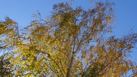 Veresegyház reggel.