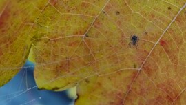 Gyöngykészítő kisiparos