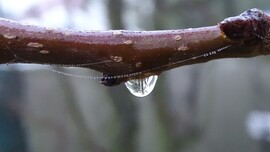 Gyöngyök, cseppek.