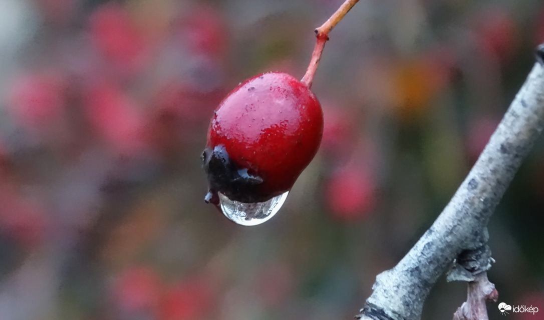 Ázott a galagonya...