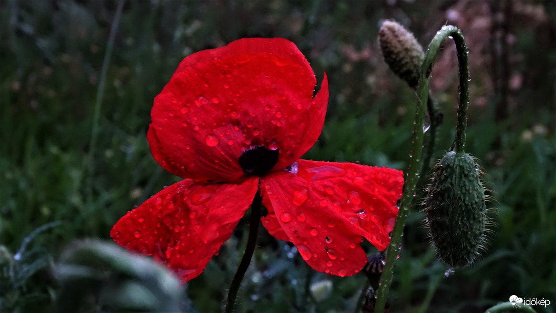 Eső után alkonyatkor.