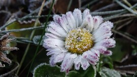 Százszorszép téli reggele.