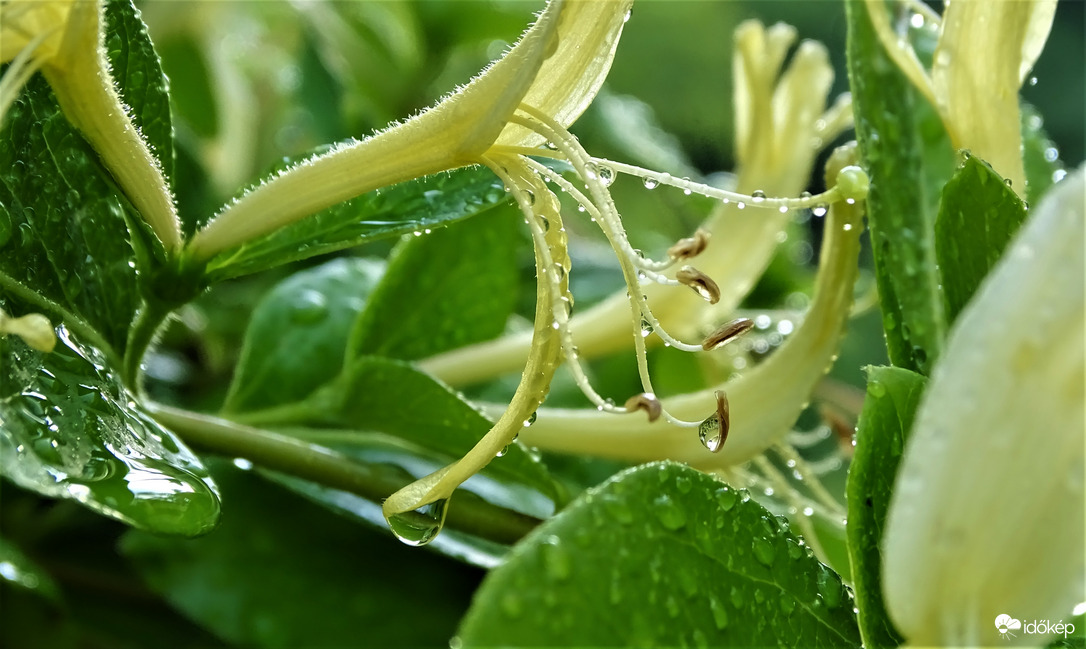 Eső után.