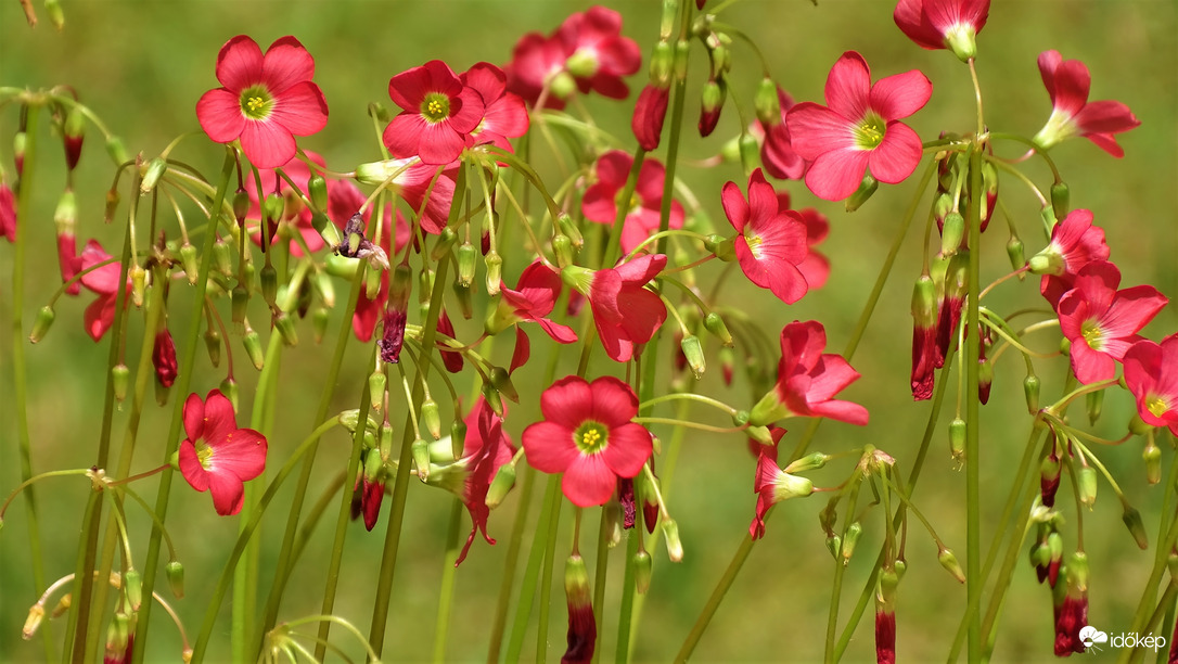 Napsütésre nyílók.