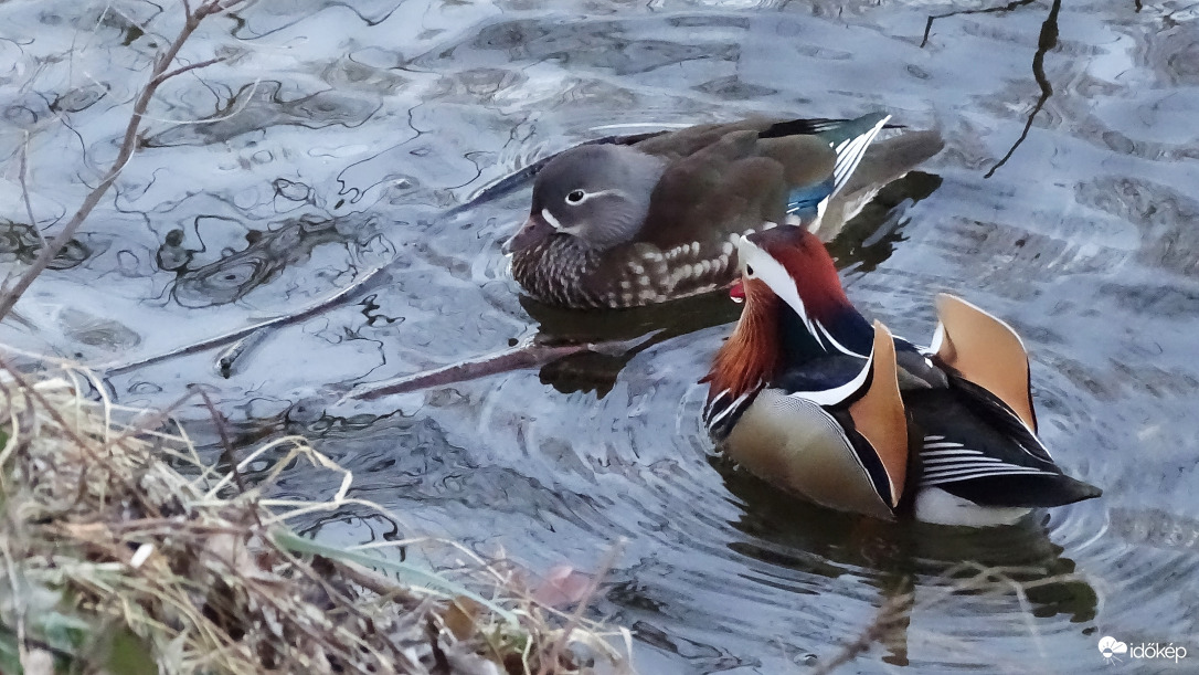 Mandarinréce pár.