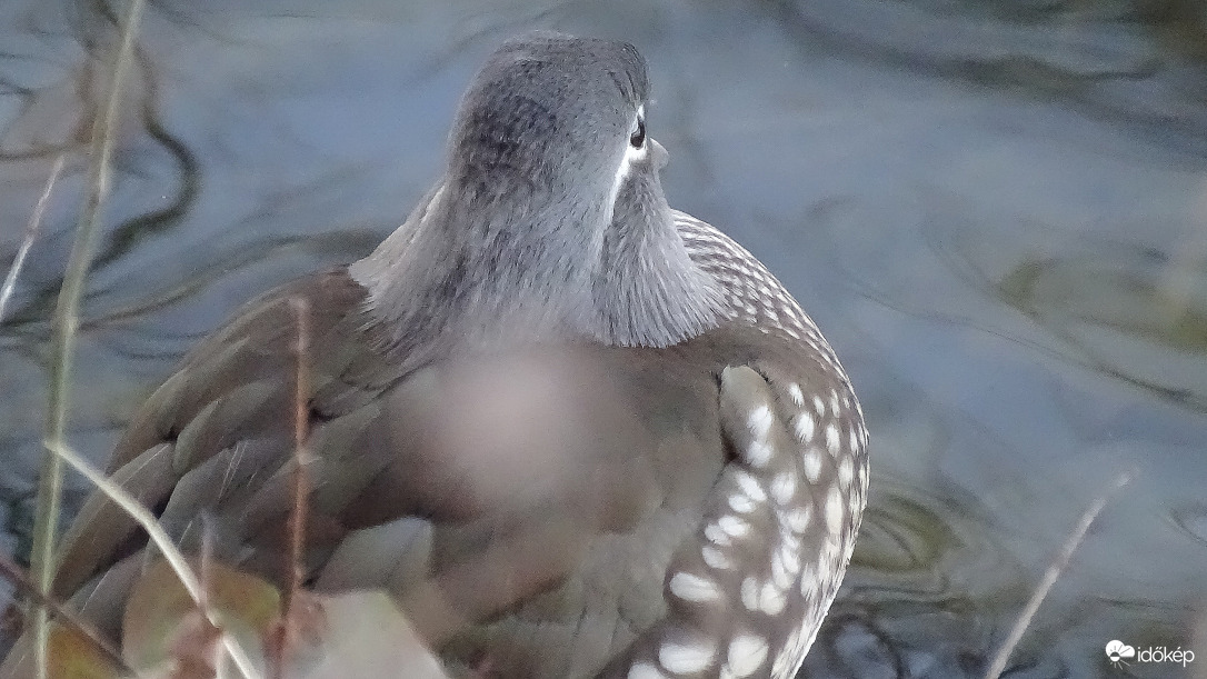 Mandarinréce tojó.