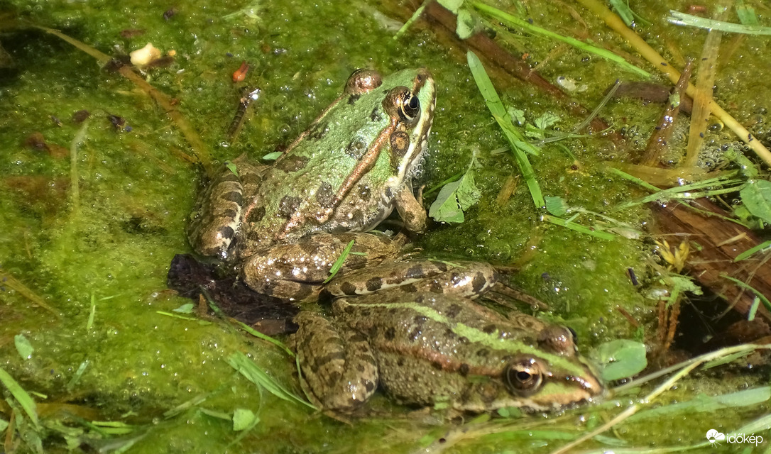 Tavi békák.