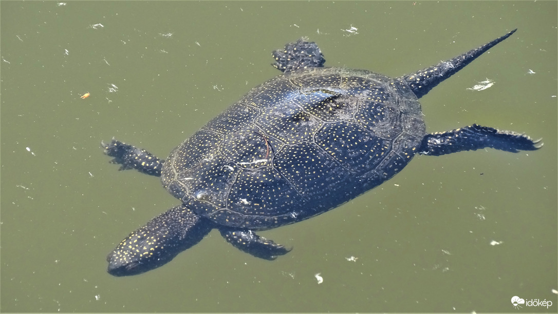 Víz alatt úszó mocsári teknős.