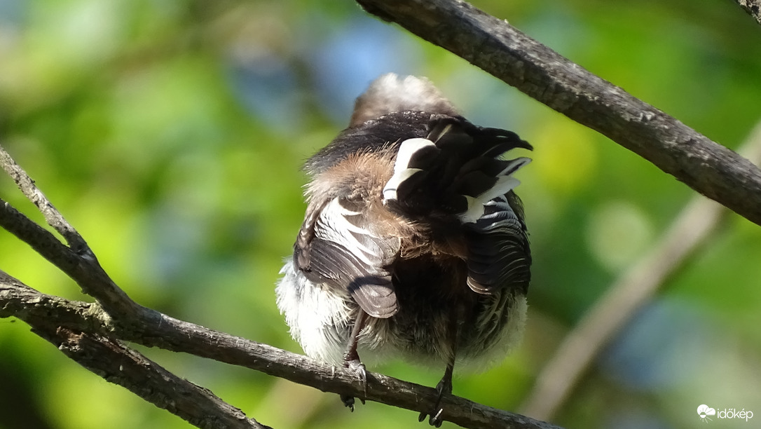 "Találd ki, hogy ki vagyok!"