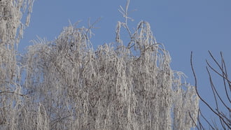 Nyírfa ünneplőben.