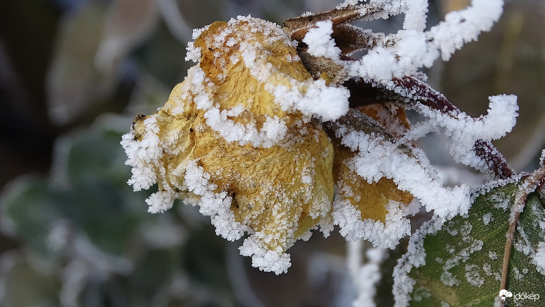 Sárga rózsa végnapjai.