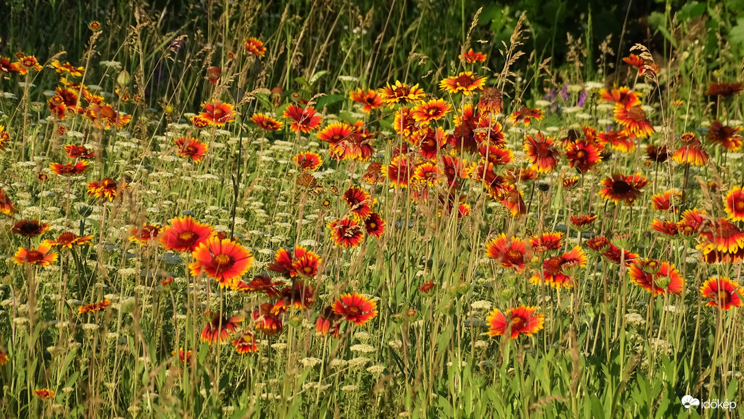 Rovarbarát kert.