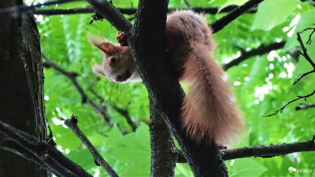 Vörös mókus.