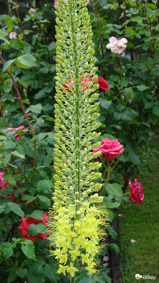 "Gyöngyös korbácsliliom.