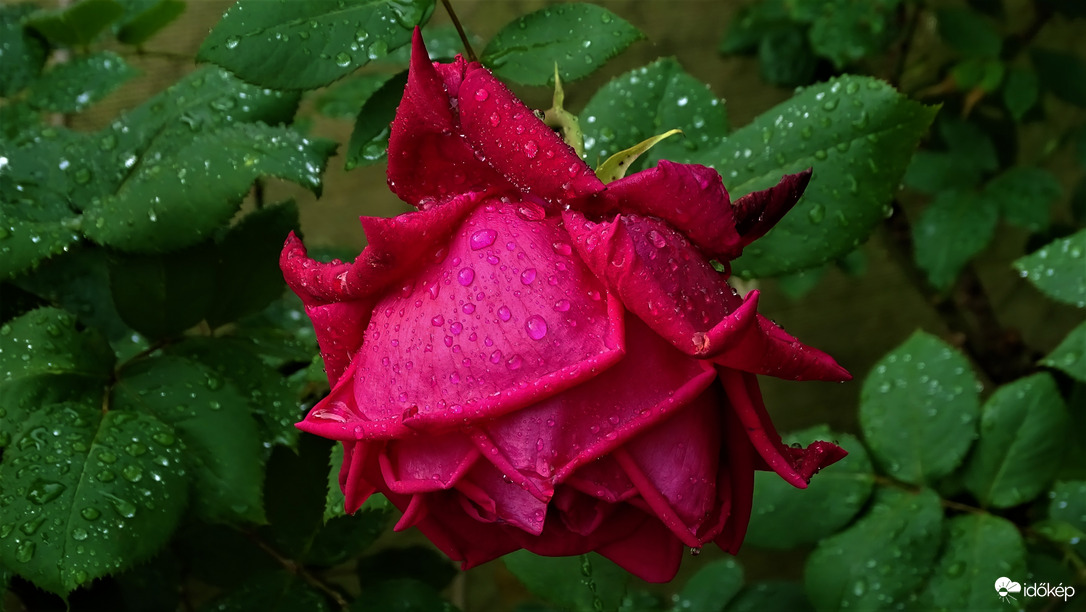 Eső után.