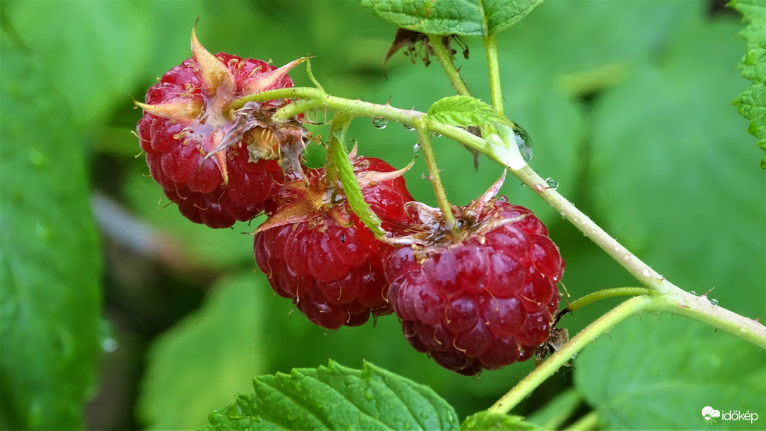 Tegnapi zápor után.