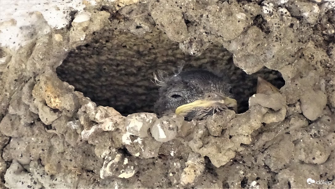 "Amíg megjön a kaja szundítok egy kicsit."