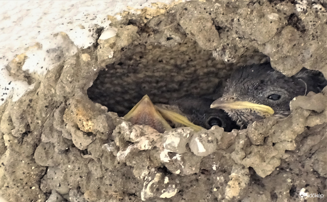 Molnárfecske fiókák.