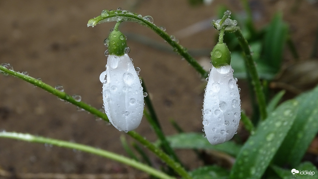 Hóvirág.
