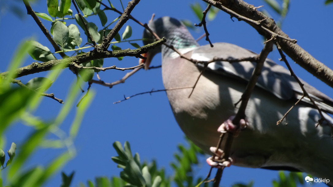 "Ez jó lesz fészeknek!"